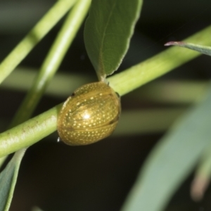 Paropsisterna cloelia at Scullin, ACT - 1 Mar 2021