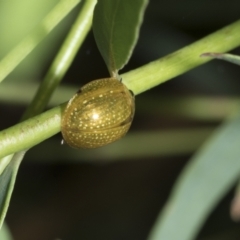 Paropsisterna cloelia at Scullin, ACT - 1 Mar 2021