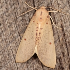 Plesanemma fucata (Lemon Gum Moth) at Melba, ACT - 6 Mar 2021 by kasiaaus