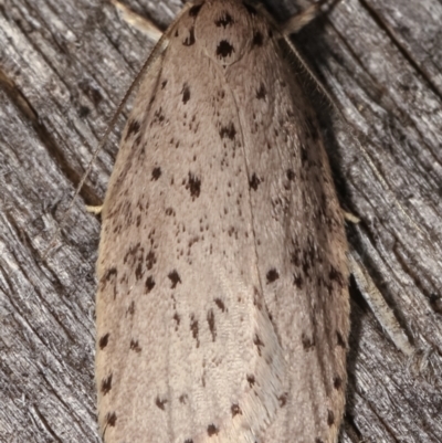 Stictochila sarcoptera at Melba, ACT - 6 Mar 2021 by kasiaaus