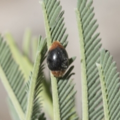 Cryptolaemus montrouzieri (Mealybug ladybird) at Lake Ginninderra - 1 Mar 2021 by AlisonMilton