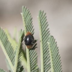 Cryptolaemus montrouzieri at Belconnen, ACT - 1 Mar 2021