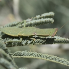 Orthodera ministralis (Green Mantid) at Belconnen, ACT - 28 Feb 2021 by AlisonMilton