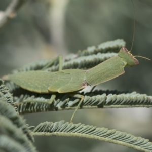 Orthodera ministralis at Belconnen, ACT - 1 Mar 2021