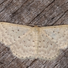 Idaea philocosma (Flecked Wave) at Melba, ACT - 6 Mar 2021 by kasiaaus