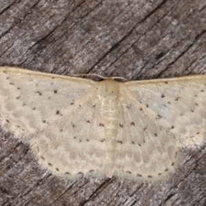 Idaea philocosma at Melba, ACT - 7 Mar 2021 12:13 AM