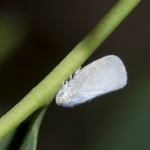 Anzora unicolor at Scullin, ACT - 1 Mar 2021