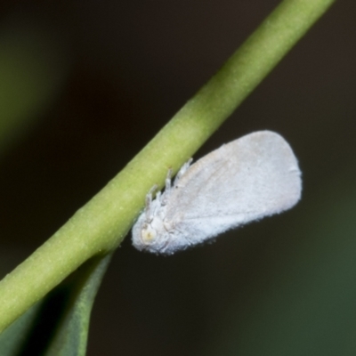 Anzora unicolor (Grey Planthopper) at Scullin, ACT - 28 Feb 2021 by AlisonMilton