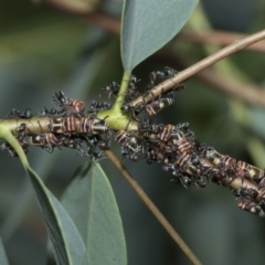 Eurymeloides pulchra (Gumtree hopper) at Scullin, ACT - 28 Feb 2021 by AlisonMilton