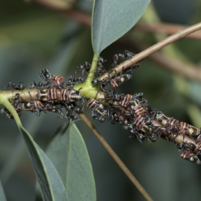 Eurymeloides pulchra (Gumtree hopper) at Scullin, ACT - 1 Mar 2021 by AlisonMilton