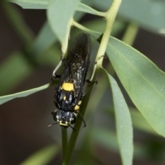 Pergagrapta sp. (genus) (A sawfly) at Hawker, ACT - 1 Mar 2021 by AlisonMilton