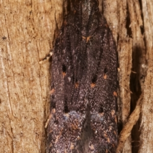 Ardozyga undescribed species near deltodes at Melba, ACT - 7 Mar 2021