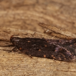 Ardozyga undescribed species near deltodes at Melba, ACT - 7 Mar 2021