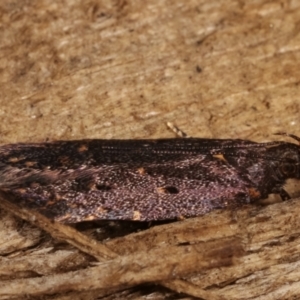 Ardozyga undescribed species near deltodes at Melba, ACT - 7 Mar 2021