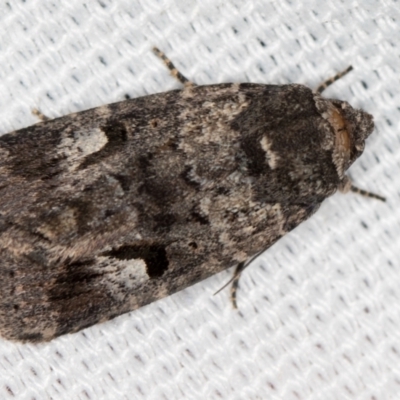 Thoracolopha flexirena (Zoned Noctuid) at Melba, ACT - 8 Mar 2021 by Bron