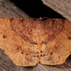 Rhinodia rostraria (Necklace Geometrid) at Melba, ACT - 7 Mar 2021 by kasiaaus