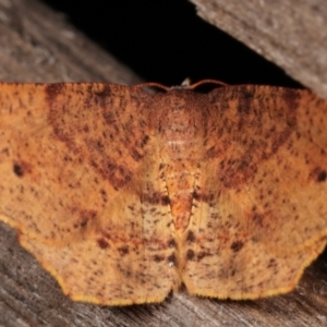 Rhinodia rostraria at Melba, ACT - 7 Mar 2021