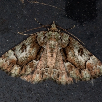 Aeolochroma metarhodata (Tea-tree Emerald) at Melba, ACT - 7 Mar 2021 by Bron