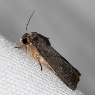 Proteuxoa unidentified species (MoV sp.21) at Melba, ACT - 8 Mar 2021 by Bron