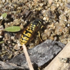 Vespula germanica (European wasp) at Lake Ginninderra - 1 Mar 2021 by AlisonMilton