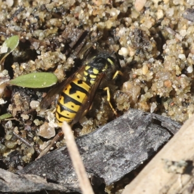 Vespula germanica (German Yellowjacket Wasp (also known as European Wasp)) at Belconnen, ACT - 1 Mar 2021 by AlisonMilton