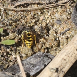 Vespula germanica at Belconnen, ACT - 1 Mar 2021