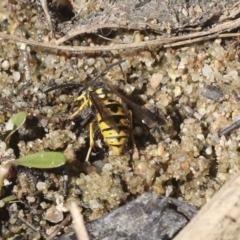 Vespula germanica at Belconnen, ACT - 1 Mar 2021