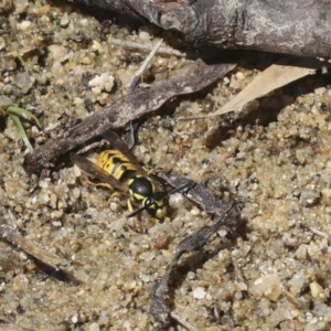 Vespula germanica at Belconnen, ACT - 1 Mar 2021