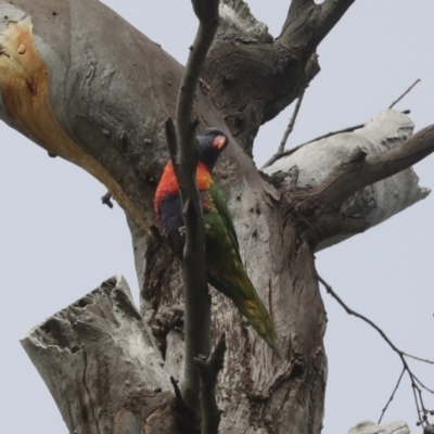 Trichoglossus moluccanus (Rainbow Lorikeet) at Scullin, ACT - 28 Feb 2021 by AlisonMilton