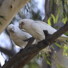 Cacatua sanguinea (Little Corella) at Lake Ginninderra - 1 Mar 2021 by AlisonMilton