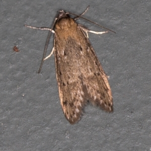 Oecophoridae provisional group 5 at Melba, ACT - 8 Mar 2021 12:53 PM