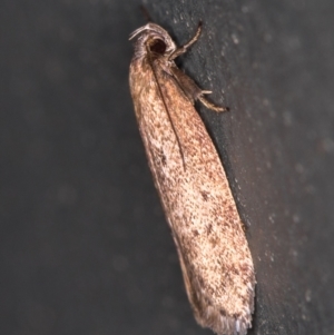 Oecophoridae provisional group 5 at Melba, ACT - 8 Mar 2021