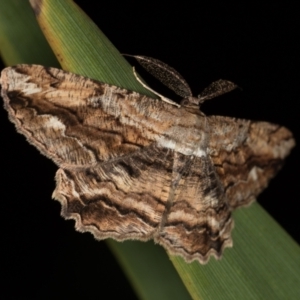 Scioglyptis lyciaria at Melba, ACT - 8 Mar 2021