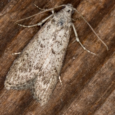 Heteromicta pachytera (Galleriinae subfamily moth) at Melba, ACT - 8 Mar 2021 by Bron