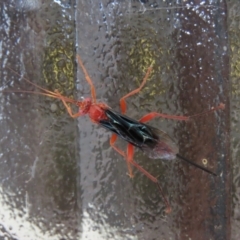 Lissopimpla excelsa (Orchid dupe wasp, Dusky-winged Ichneumonid) at Waramanga, ACT - 5 Mar 2021 by AndrewZelnik