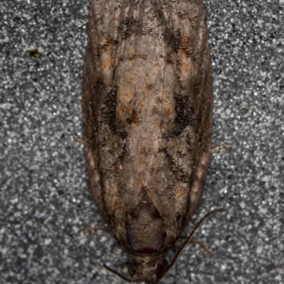 Tortricinae (subfamily) (A tortrix moth) at Melba, ACT - 20 Feb 2021 by Bron