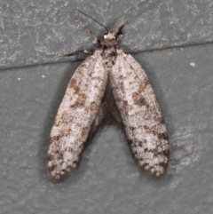 Conoeca guildingi (A case moth) at Melba, ACT - 20 Feb 2021 by Bron