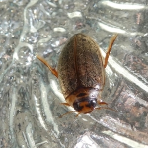 Rhantus suturalis at Kambah, ACT - 10 Mar 2021