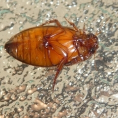 Rhantus suturalis at Kambah, ACT - 10 Mar 2021 05:23 PM