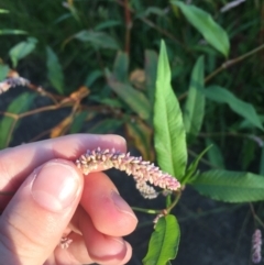 Persicaria lapathifolia (Pale Knotweed) at City Renewal Authority Area - 5 Mar 2021 by JaceWT