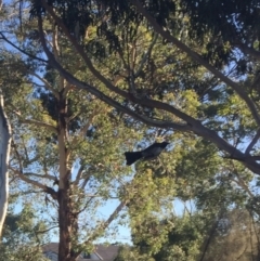 Rhipidura leucophrys (Willie Wagtail) at Lyneham Wetland - 5 Mar 2021 by JaceWT