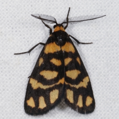 Asura lydia (Lydia Lichen Moth) at Melba, ACT - 6 Mar 2021 by kasiaaus