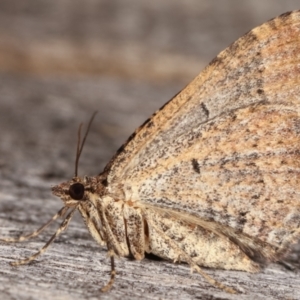 Epyaxa (genus) at Melba, ACT - 7 Mar 2021