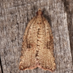 Meritastis (genus) (A Bell moth (Tortricinae)) at Melba, ACT - 7 Mar 2021 by kasiaaus