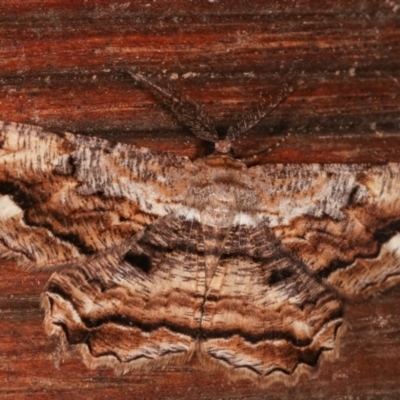 Scioglyptis lyciaria (White-patch Bark Moth) at Melba, ACT - 7 Mar 2021 by kasiaaus