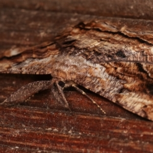 Scioglyptis lyciaria at Melba, ACT - 7 Mar 2021