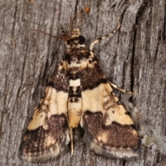 Nacoleia mesochlora (Pied Crambid) at Melba, ACT - 7 Mar 2021 by kasiaaus