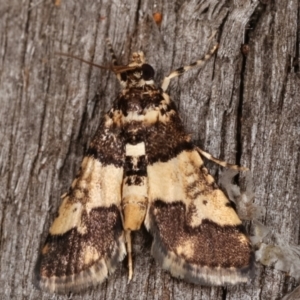 Nacoleia mesochlora at Melba, ACT - 7 Mar 2021 12:38 AM