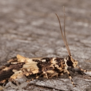 Nacoleia mesochlora at Melba, ACT - 7 Mar 2021 12:38 AM