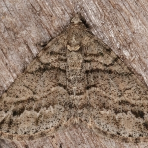 Lipogya eutheta at Melba, ACT - 7 Mar 2021 12:39 AM